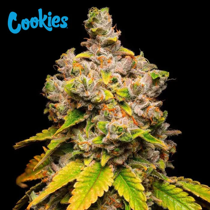 Cookies Seed Bank - Lemon Cherry Sherb