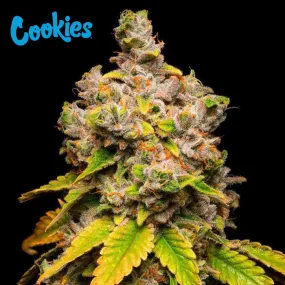 Cookies Seed Bank - Lemon Cherry Sherb