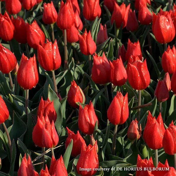 Duc van Tol Scarlet Tulip (Tulipa cv.)