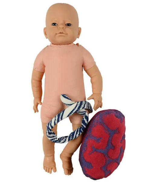 Fetal Doll with umbilical cord & placenta