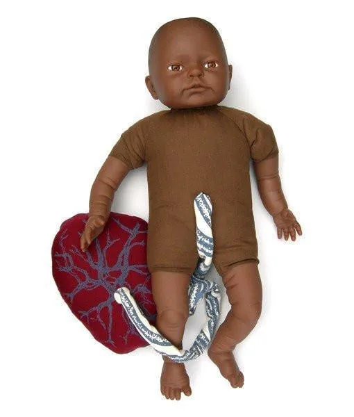 Fetal Doll with umbilical cord & placenta